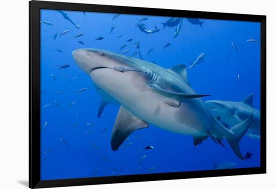 Fiji. Close-up of bull sharks.-Jaynes Gallery-Framed Photographic Print