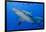 Fiji. Close-up of bull sharks.-Jaynes Gallery-Framed Photographic Print