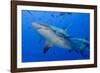 Fiji. Close-up of bull sharks.-Jaynes Gallery-Framed Photographic Print