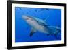 Fiji. Close-up of bull sharks.-Jaynes Gallery-Framed Photographic Print