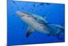 Fiji. Close-up of bull sharks.-Jaynes Gallery-Mounted Photographic Print