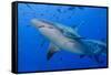 Fiji. Close-up of bull sharks.-Jaynes Gallery-Framed Stretched Canvas
