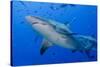 Fiji. Close-up of bull sharks.-Jaynes Gallery-Stretched Canvas