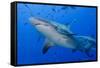 Fiji. Close-up of bull sharks.-Jaynes Gallery-Framed Stretched Canvas