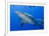 Fiji. Close-up of bull sharks.-Jaynes Gallery-Framed Premium Photographic Print