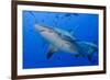 Fiji. Close-up of bull sharks.-Jaynes Gallery-Framed Premium Photographic Print