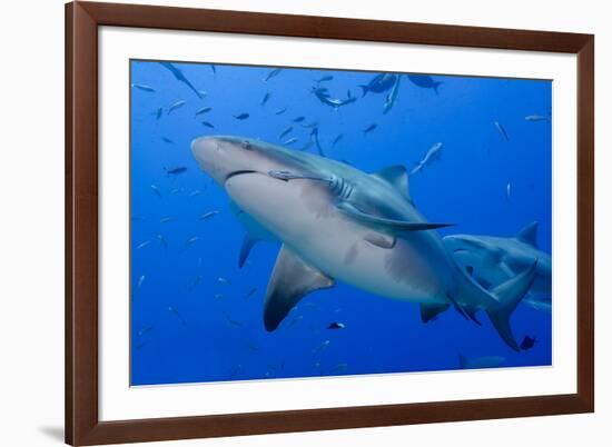 Fiji. Close-up of bull sharks.-Jaynes Gallery-Framed Premium Photographic Print