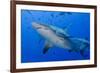 Fiji. Close-up of bull sharks.-Jaynes Gallery-Framed Premium Photographic Print