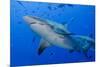 Fiji. Close-up of bull sharks.-Jaynes Gallery-Mounted Premium Photographic Print