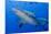 Fiji. Close-up of bull sharks.-Jaynes Gallery-Mounted Premium Photographic Print