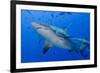 Fiji. Close-up of bull sharks.-Jaynes Gallery-Framed Photographic Print