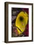 Fiji. Close-up of eclipse butterflyfish.-Jaynes Gallery-Framed Photographic Print