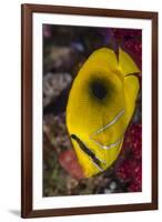 Fiji. Close-up of eclipse butterflyfish.-Jaynes Gallery-Framed Photographic Print