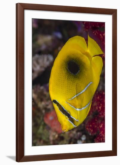 Fiji. Close-up of eclipse butterflyfish.-Jaynes Gallery-Framed Photographic Print