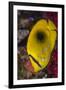 Fiji. Close-up of eclipse butterflyfish.-Jaynes Gallery-Framed Photographic Print