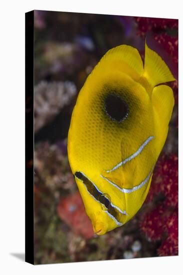 Fiji. Close-up of eclipse butterflyfish.-Jaynes Gallery-Stretched Canvas