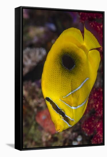 Fiji. Close-up of eclipse butterflyfish.-Jaynes Gallery-Framed Stretched Canvas