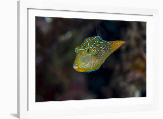 Fiji. Close-up of Papua toby fish.-Jaynes Gallery-Framed Photographic Print