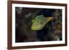 Fiji. Close-up of Papua toby fish.-Jaynes Gallery-Framed Photographic Print