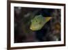 Fiji. Close-up of Papua toby fish.-Jaynes Gallery-Framed Premium Photographic Print