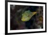 Fiji. Close-up of Papua toby fish.-Jaynes Gallery-Framed Premium Photographic Print