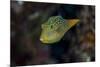 Fiji. Close-up of Papua toby fish.-Jaynes Gallery-Mounted Premium Photographic Print