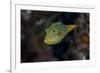 Fiji. Close-up of Papua toby fish.-Jaynes Gallery-Framed Photographic Print