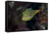 Fiji. Close-up of Papua toby fish.-Jaynes Gallery-Framed Stretched Canvas