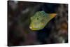 Fiji. Close-up of Papua toby fish.-Jaynes Gallery-Stretched Canvas