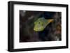 Fiji. Close-up of Papua toby fish.-Jaynes Gallery-Framed Photographic Print