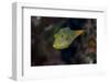 Fiji. Close-up of Papua toby fish.-Jaynes Gallery-Framed Photographic Print