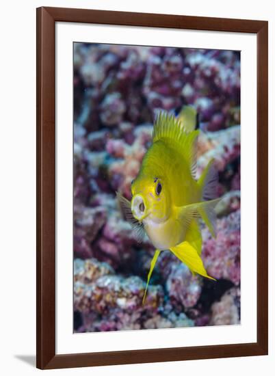 Fiji. Close-up of yellow chromes fish.-Jaynes Gallery-Framed Photographic Print