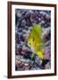 Fiji. Close-up of yellow chromes fish.-Jaynes Gallery-Framed Photographic Print