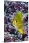 Fiji. Close-up of yellow chromes fish.-Jaynes Gallery-Mounted Photographic Print