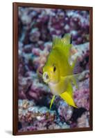 Fiji. Close-up of yellow chromes fish.-Jaynes Gallery-Framed Photographic Print