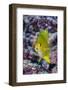 Fiji. Close-up of yellow chromes fish.-Jaynes Gallery-Framed Photographic Print