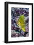 Fiji. Close-up of yellow chromes fish.-Jaynes Gallery-Framed Photographic Print