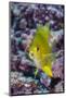 Fiji. Close-up of yellow chromes fish.-Jaynes Gallery-Mounted Photographic Print