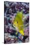 Fiji. Close-up of yellow chromes fish.-Jaynes Gallery-Stretched Canvas