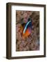 Fiji. Clownfish hiding among sea anemones.-Jaynes Gallery-Framed Photographic Print