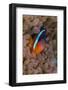 Fiji. Clownfish hiding among sea anemones.-Jaynes Gallery-Framed Photographic Print