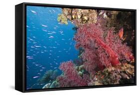 Fiji Coral Reef-Reinhard Dirscherl-Framed Stretched Canvas