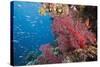 Fiji Coral Reef-Reinhard Dirscherl-Stretched Canvas