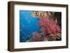 Fiji Coral Reef-Reinhard Dirscherl-Framed Photographic Print