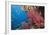 Fiji Coral Reef-Reinhard Dirscherl-Framed Photographic Print