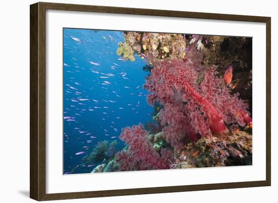 Fiji Coral Reef-Reinhard Dirscherl-Framed Photographic Print