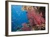 Fiji Coral Reef-Reinhard Dirscherl-Framed Photographic Print