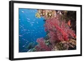 Fiji Coral Reef-Reinhard Dirscherl-Framed Photographic Print