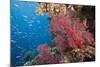 Fiji Coral Reef-Reinhard Dirscherl-Mounted Photographic Print