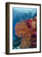 Fiji. Fish and coral reef.-Jaynes Gallery-Framed Photographic Print